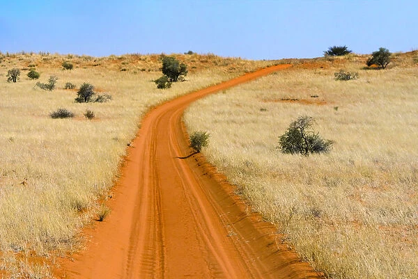 Red sand road in Kgalagadi Transfrontier Park, South Africa
