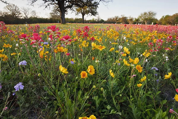 Roadside wildflowers in Texas, spring