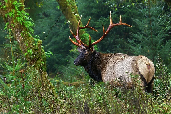 Roosevelt bull elk, Pacific Northwest rainforest