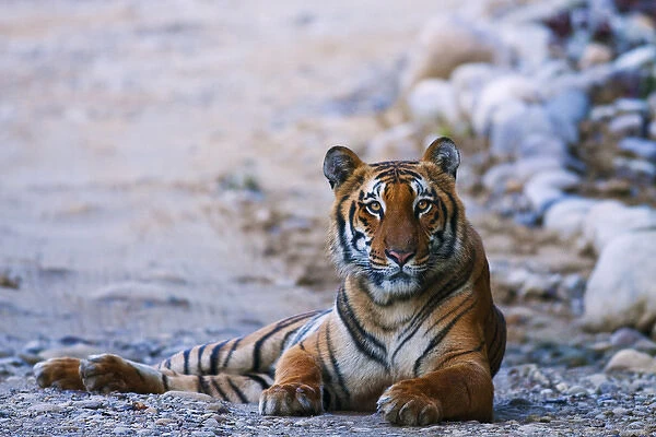 Royal Bengal Tiger (male) on the riverbed of Ramganga river, Corbett National Park