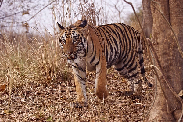 Royal Bengal Tiger, in the summer grassland, Tadoba Andheri Tiger Reserve, India