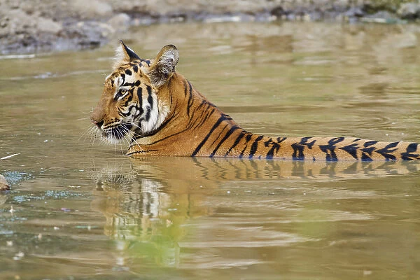 Royal Bengal Tiger at the waterhole, Tadoba Andheri Tiger Reserve
