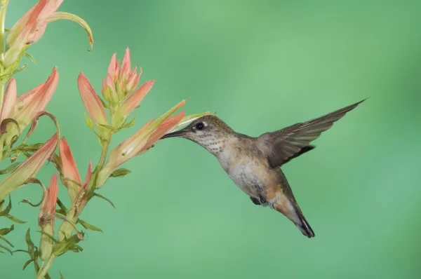 Rufous Hummingbird, Selasphorus rufus, immature in flight feeding on paintbrush flower