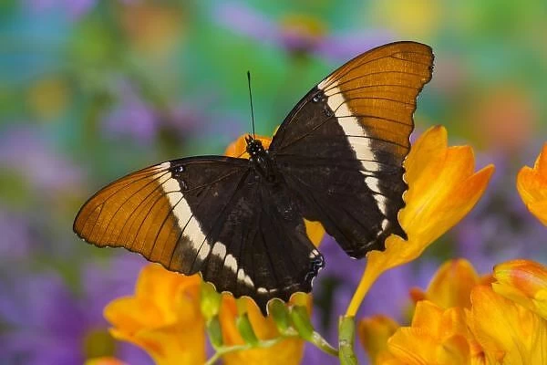 Sammamish, Washington Tropical Butterfly Photograph of Siproeta epaphus the Black