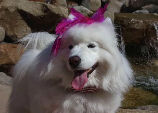 Samoyed in Palm Desert, California