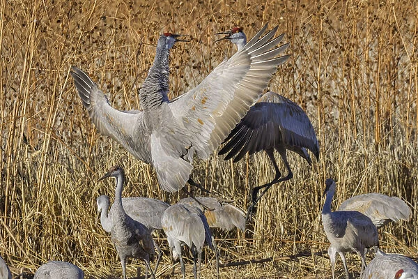 Sandhill crane fighting at a crop field. Bosque del Apache National Wildlife Refuge, New Mexico