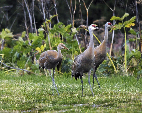 Sandhill Cranes feeding behind Wasabi Restaurant; Homer; Alaska; USA