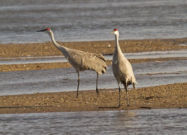 Sandhill cranes (Grus canadensis), Platte river, Nebraska