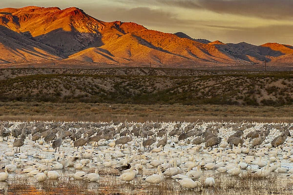 Sandhill cranes and snowgeese wade at Bosque Del Apache National Wildlife Reserve