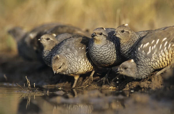 Scaled Quail, Callipepla squamata, group at pond drinking, Starr County, Rio Grande Valley