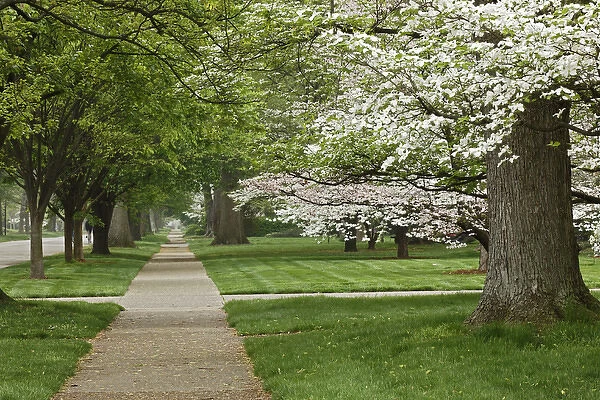 Sidewalk and flowering dogwood trees in spring, Audubon Park neighborhood, Louisville