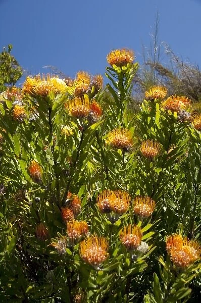 South Africa, Cape Town, Kirstenbosch National Botanical Garden. Protea Garden, indigenous