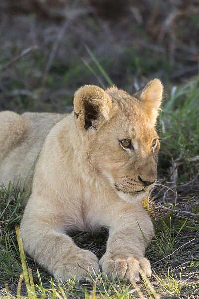 South Africa, Eastern Cape, East London. Inkwenkwezi Game Reserve. Lion cub (WILD