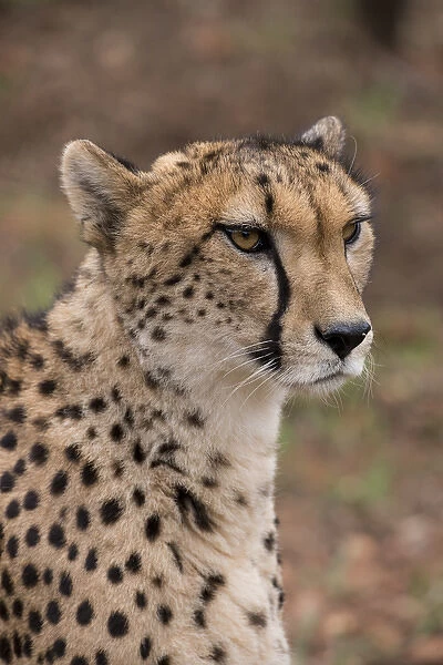 South Africa, Pretoria, De Wildt Shingwedzi Cheetah & Wildlife Preserve & Ann van