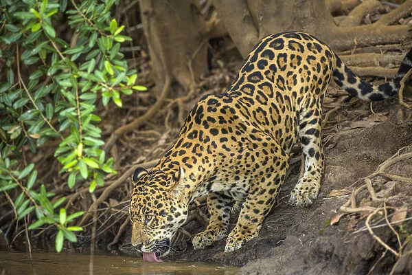 South America, Brazil, Pantanal. Wild jaguar drinking