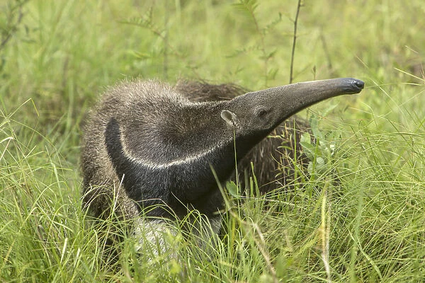 South America, Brazil, Pantanal. Giant anteater igrass