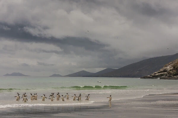 South America, Falkland Islands, Saunders Island. Gentoo penguins coming ashore. Credit as