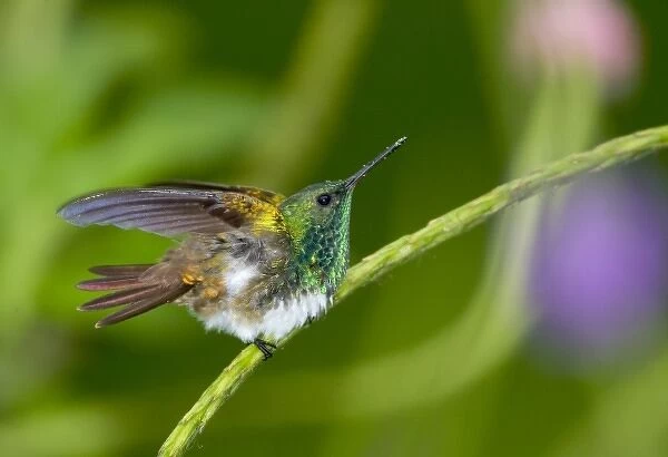 South America, Panama. Snowy-bellied hummingbird on limb