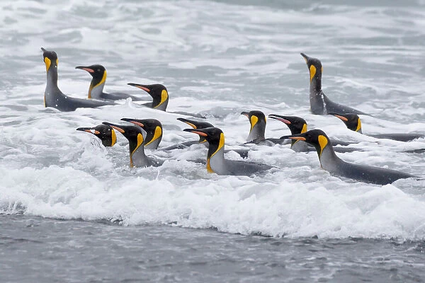 Southern Ocean, South Georgia. A group of king penguins bathe in the surf