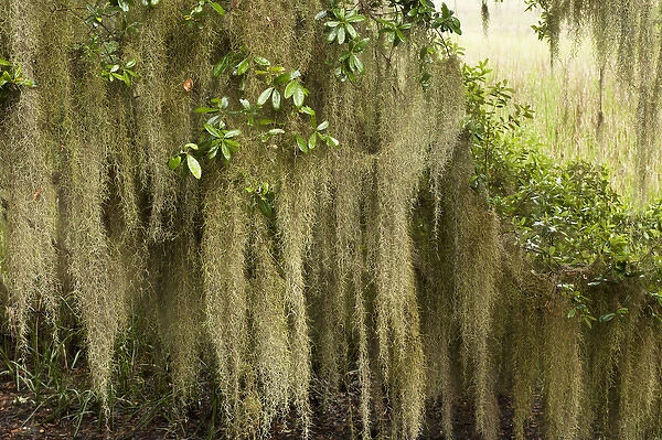 Myrtle Beach SC - Sign of the South - Spanish Moss (Tillandsia