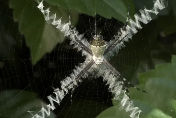 Framed Print : Spider and X-pattern web Print