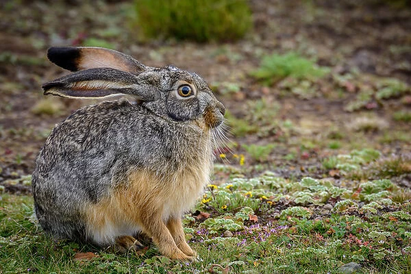 Starcks Hare (Lepus starcki). Bale Mountains National Park. Ethiopia