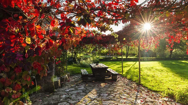 Sunlight through autumn grape vines, Korana Village, Plitvice Lakes National Park