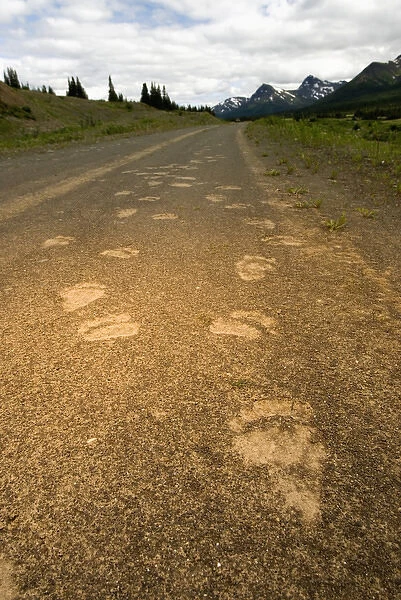 Tracks of a grizzly bear, Ursus arctos, Sacred Headwaters, British Columbia