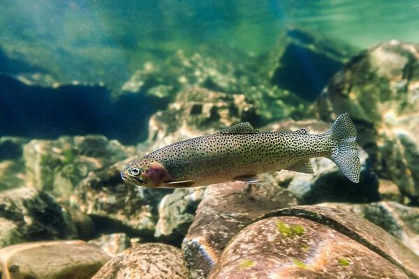 Trout in the Locsa River, Idaho