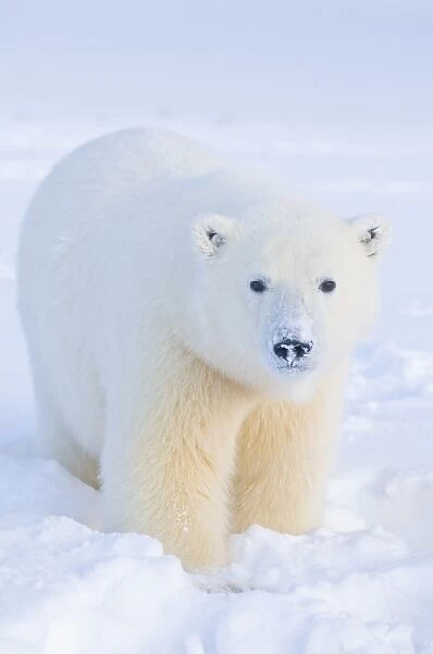 USA, Alaska, 1002 Coastal Plain of the Arctic National Wildlife Refuge. A curious tagged polar bear