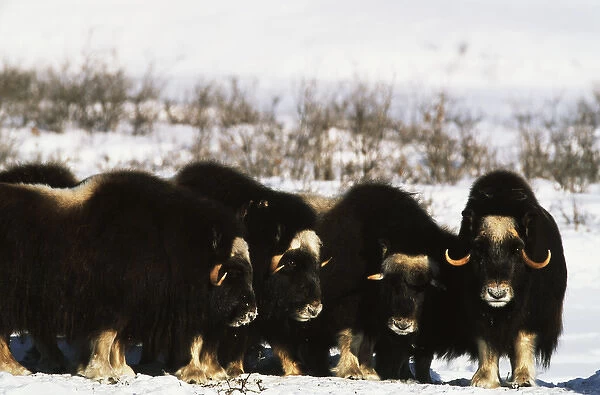 USA, Alaska, Arctic National Wildlife Refuge, Musk ox bulls standing in snow