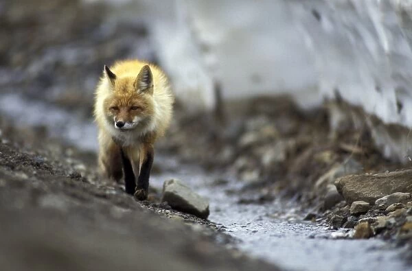 USA, Alaska, Denali National Park, Thorofare Pass. Arctic fox scrums along road
