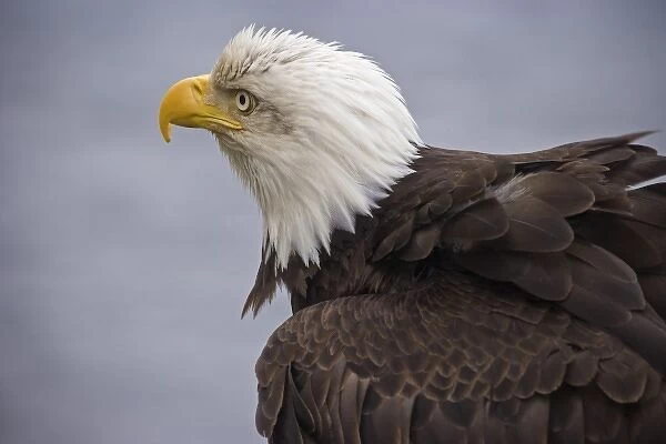 USA, Alaska, Ketchikan. Close-up rear view of bald eagle