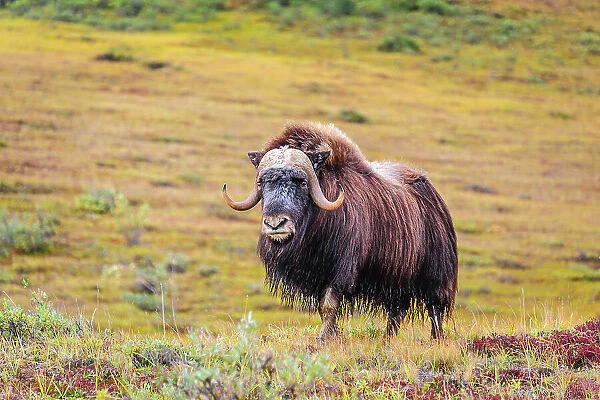 USA, Alaska, Noatak National Preserve. Bull Muskox on the arctic tundra