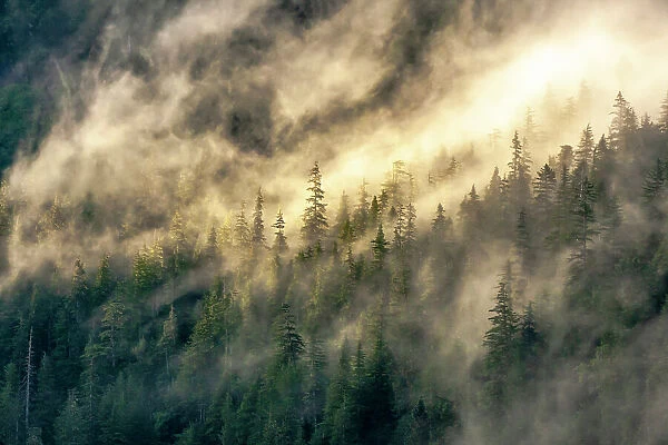 USA, Alaska, Tongass National Forest. Fog on mountain forest