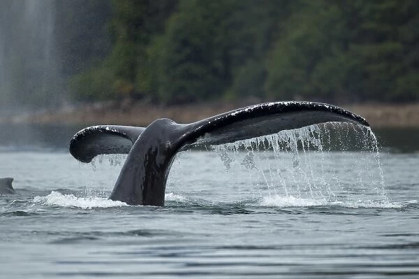 USA, Alaska, Tongass National Forest, Humpback Whale (Megaptera novaengliae) raises