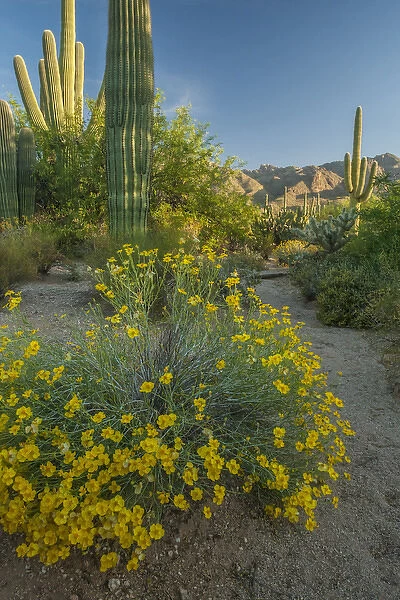 USA, Arizona, Coronado National Forest. Scenic of saguaros and paper flowers. Credit as