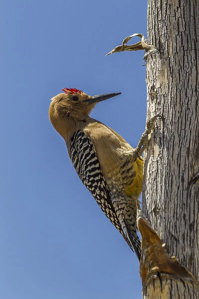 USA, Arizona, Sonoran Desert. Male Gila woodpecker on ocotillo