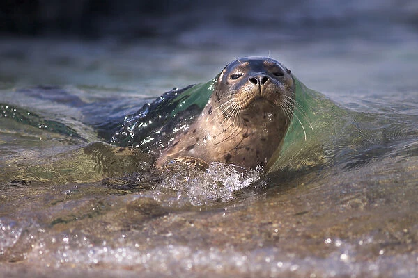 USA, California, La Jolla. Baby harbor seal on beach