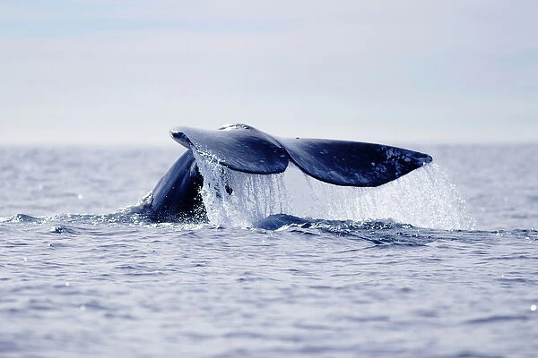 USA, California, La Jolla. Gray whales tail out of water
