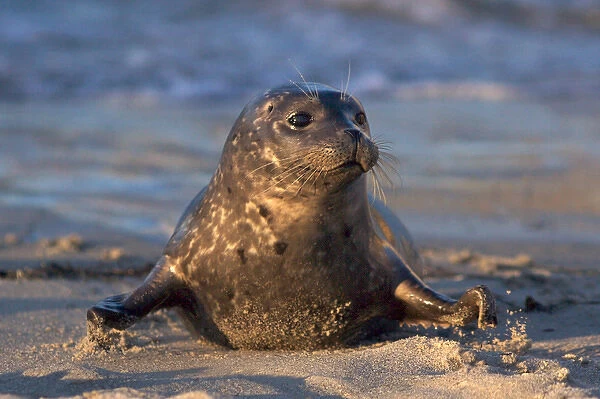 USA; California; La Jolla; San Diego; A baby seal coming ashore in Children s