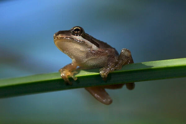 USA; California; San Diego; A Baby Tree Frog in Mission Trails Regional Park in San Diego