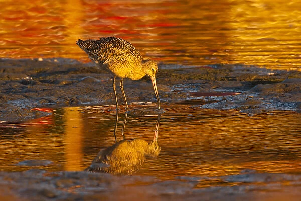 USA, California, San Luis Obispo County. Marbled godwit reflecting in water. Credit as