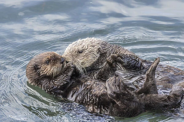 USA, California, San Luis Obispo County. Sea otter mother and pup grooming. Credit as