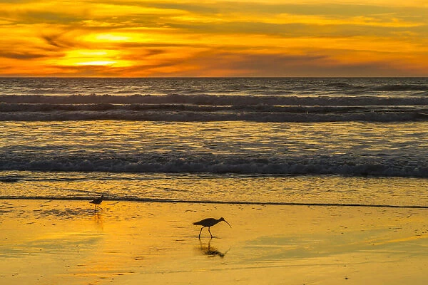 USA, California, San Luis Obispo County. Long-billed curlews feeding at sunset
