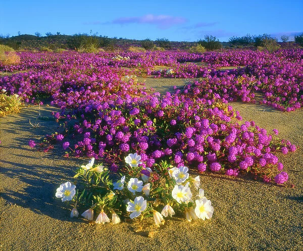 USA, California, Sand Verbena and Dune Primrose wildflowers in Anza Borrego Desert State Park