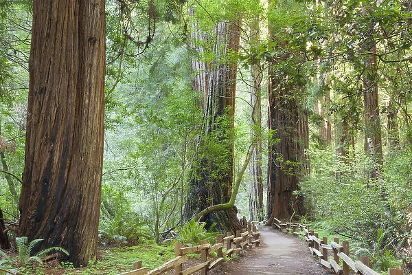 USA, California. Trail through Muir Woods National Monument in springtime. Credit as