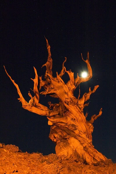 USA, California, White Mountains. Bristlecone pine tree and moon at night. Credit as