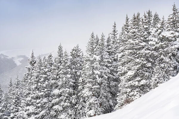 USA, Colorado. Fresh snow on spruce trees. Credit as: Don Grall  /  Jaynes Gallery  / 