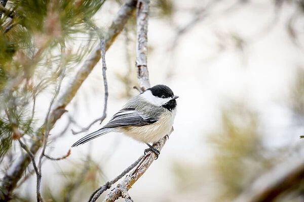 USA, Colorado, Ft. Collins. Black-capped chickadee. Credit as Fred Lord  /  Jaynes Gallery